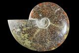 Polished Ammonite (Cleoniceras) Fossil - Madagascar #166389-1